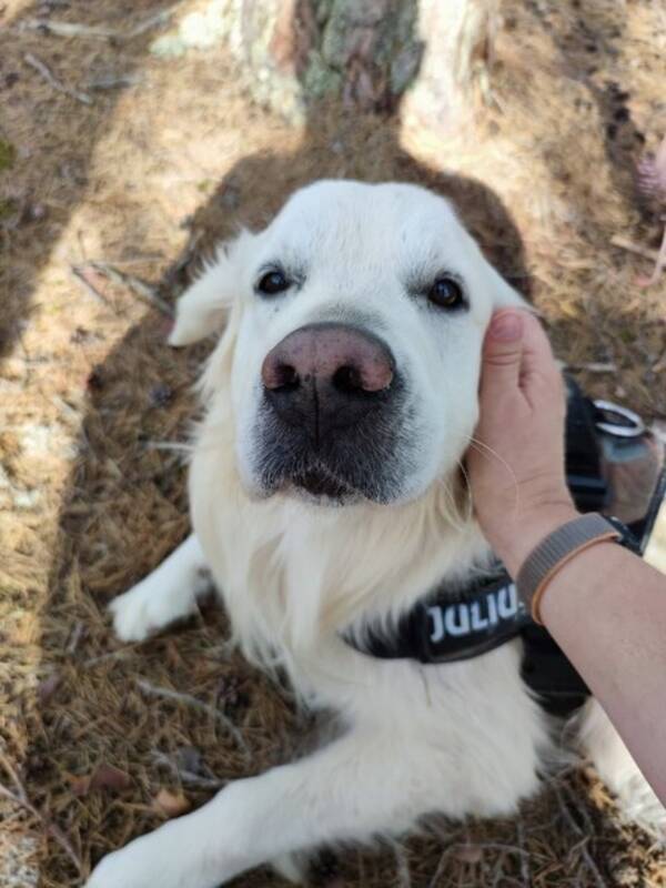Hund - Golden Retriever, 4 år