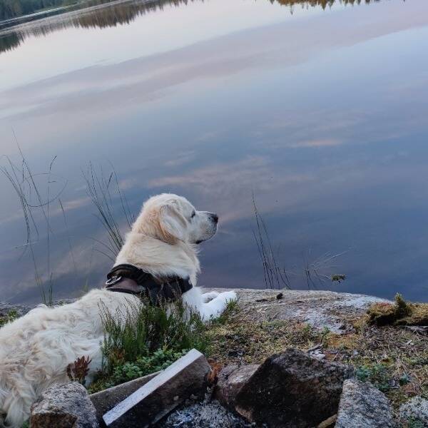 Hund - Golden Retriever, 4 år