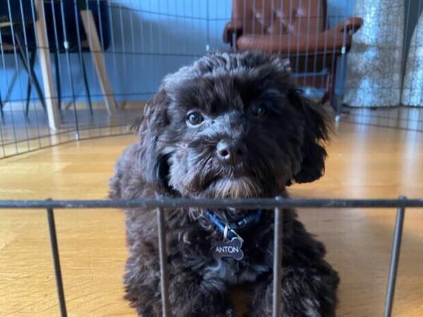 Hund - Verdens søteste hund- Maltshipoo