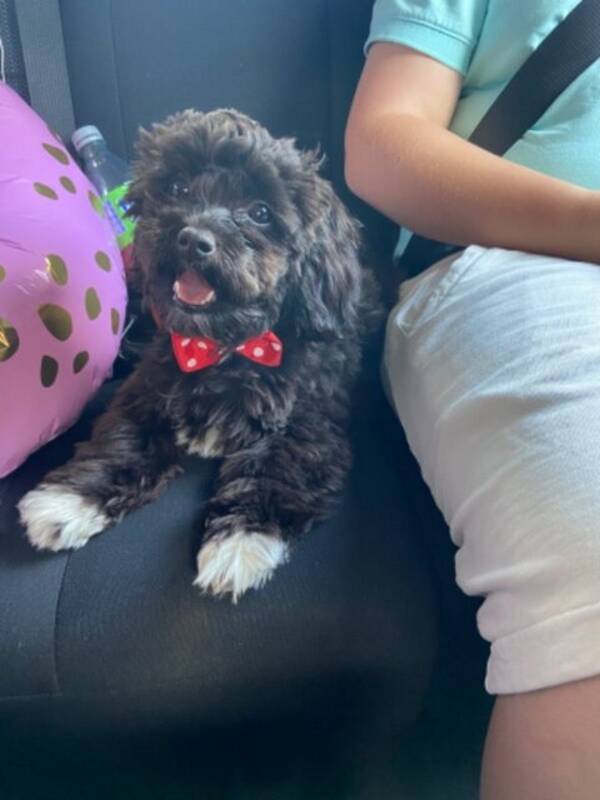 Hund - Verdens søteste hund- Maltshipoo