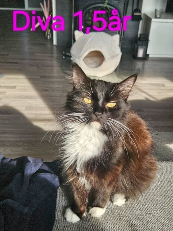 Katt - Diva  
