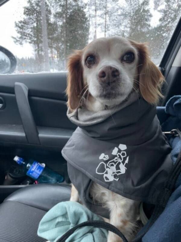 Hund - Breton, Mira