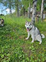 Inngjerdet naturtomt Inngjerdet naturtomt