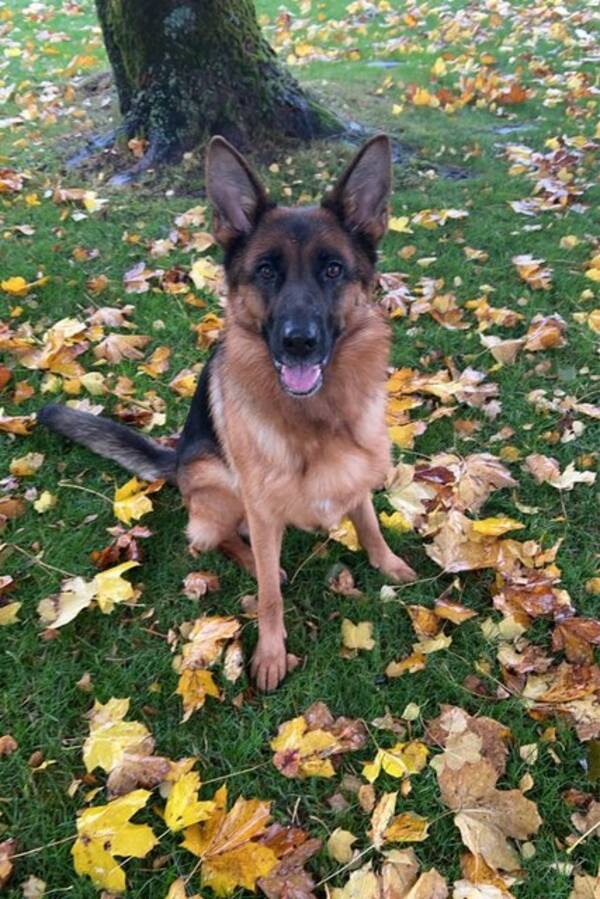 Hund - Schæferhunden min Bella