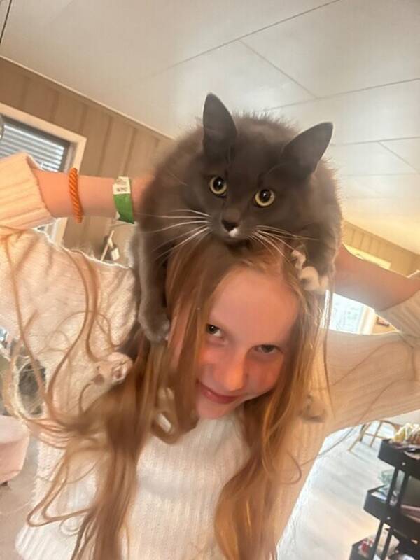 Katt - Langhåret katt