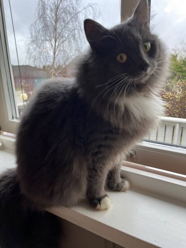 Katt - Langhåret katt