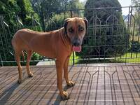 Rodeshian ridgeback Rodeshian ridgeback