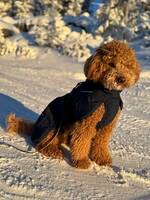 Ruby puddel Ruby puddel