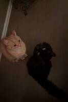 Gul: Lillepus, Svart: Svarten 