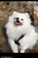 Pomeranien Pomeranien