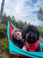 Spansk vannhund på snart 6 år