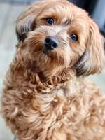Havapoo Havapoo