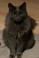 Skjønnheten Simba Skjønnheten Simba