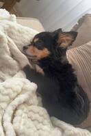 Chihuahua langhåret Chihuahua langhåret