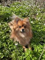 Luna Kleinspitz Luna Kleinspitz