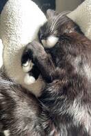 Svart blandingskstt Svart blandingskstt