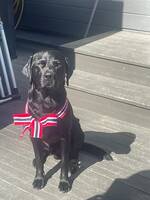 Nero jakt labrador Nero jakt labrador