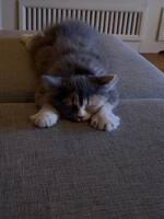 Katten Trulte Katten Trulte