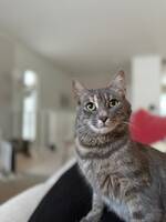 Issie katt Issie katt