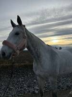 Svensk varmblods Svensk varmblods