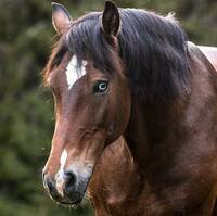 Kaldblodsen Sjefs Elden ( Sjefen) Kaldblodsen Sjefs Elden ( Sjefen)