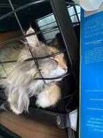 Blanding langhåret Blanding langhåret