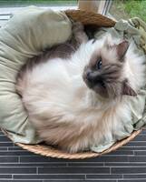 Hellig Birma Hellig Birma