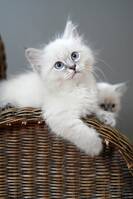 Neva Masquerade/Devon Rex Venus Neva Masquerade/Devon Rex Venus