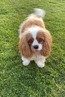 Cavalier king charles spaniel