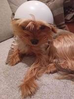 Yorkshire terrier Yorkshire terrier