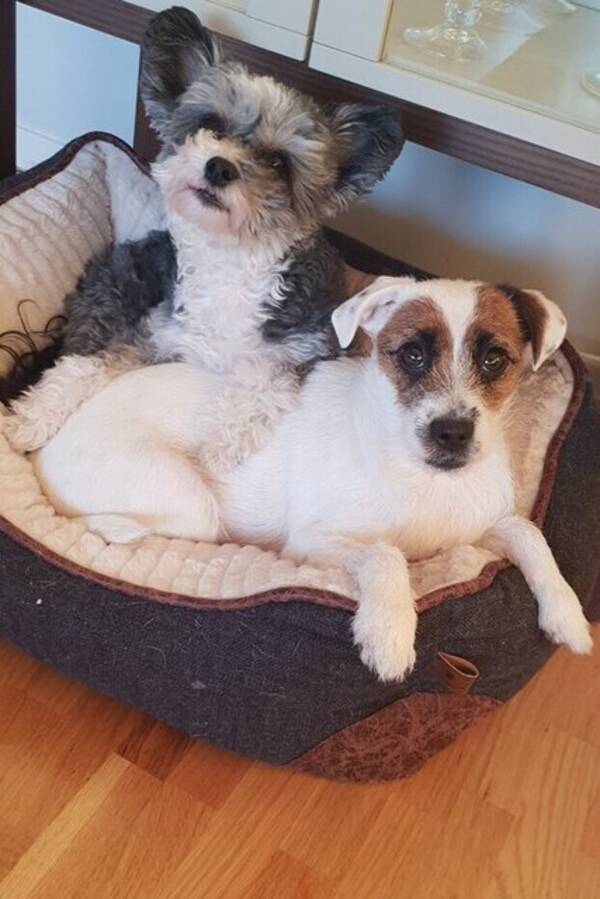 Hund - Powder puff 11år og jack russell 9år