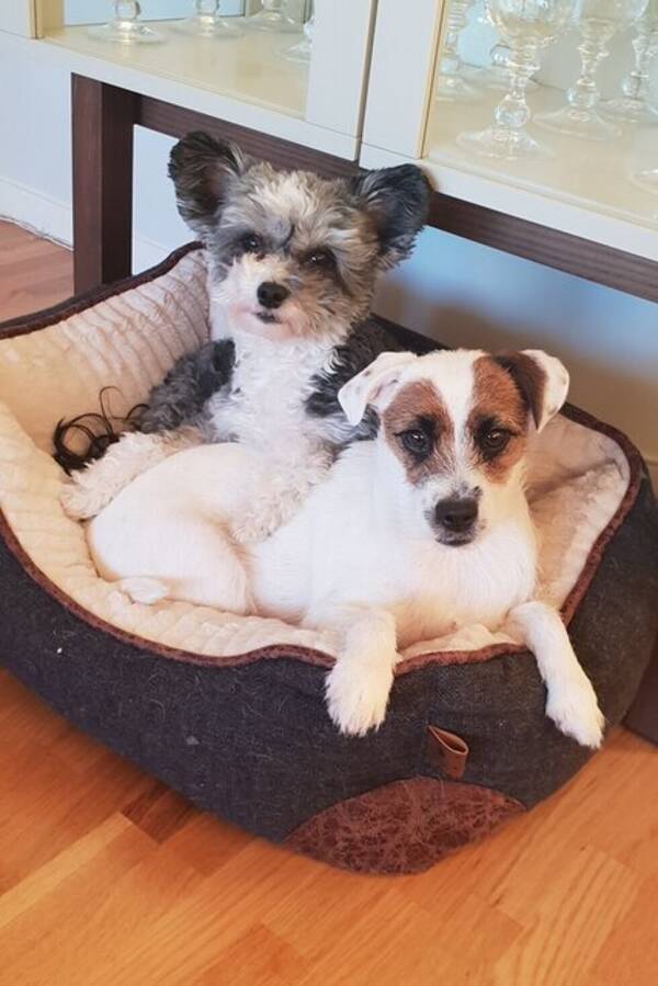 Hund - Powder puff 11år og jack russell 9år