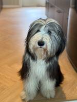 Bearded Collie Bearded Collie