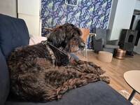 Susie på 11 år Susie på 11 år