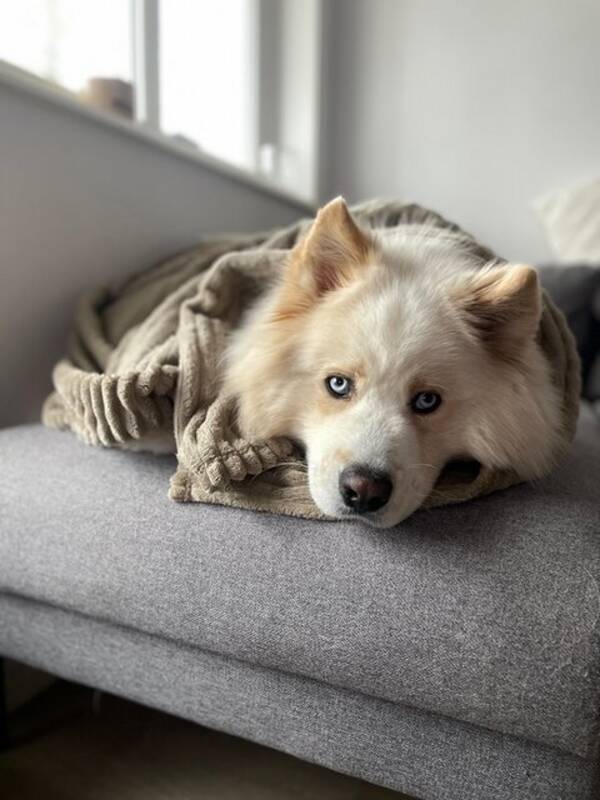 Hund - Baloo - Samoyed mix