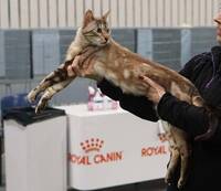 Snow Bengal Snow Bengal