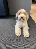 Havanese/puddel Poyo Havanese/puddel Poyo