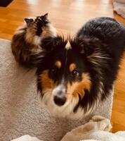 Shetlands sheepdog Izzy Shetlands sheepdog Izzy