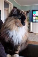 Norsk Skogkatt Åse-Anita