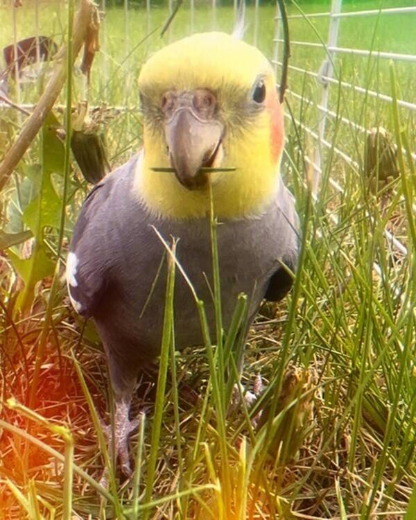Annet - Nymfeparakitten Darwin