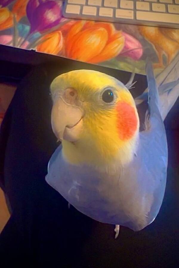 Annet - Nymfeparakitten Darwin