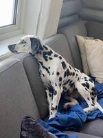 Dalmatiner Dalmatiner