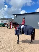 Irsk spotsponni-Carnhill Bertas Lad Irsk spotsponni-Carnhill Bertas Lad