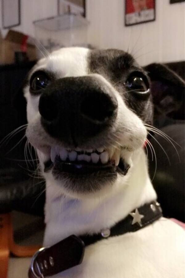 Hund - Whippeten Pia