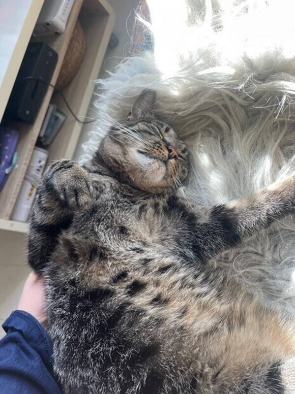 Katt - Norsk skogskatt blandet med Bengal