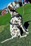 Dalmatiner tispe Dalmatiner tispe