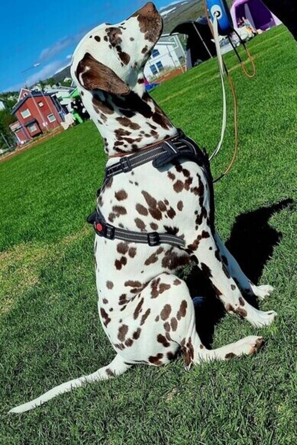 Hund - Dalmatiner tispe