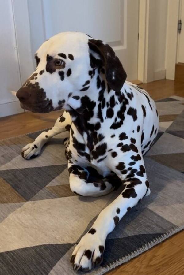 Hund - Dalmatiner tispe