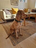 Labradoodle Scarlet Labradoodle Scarlet