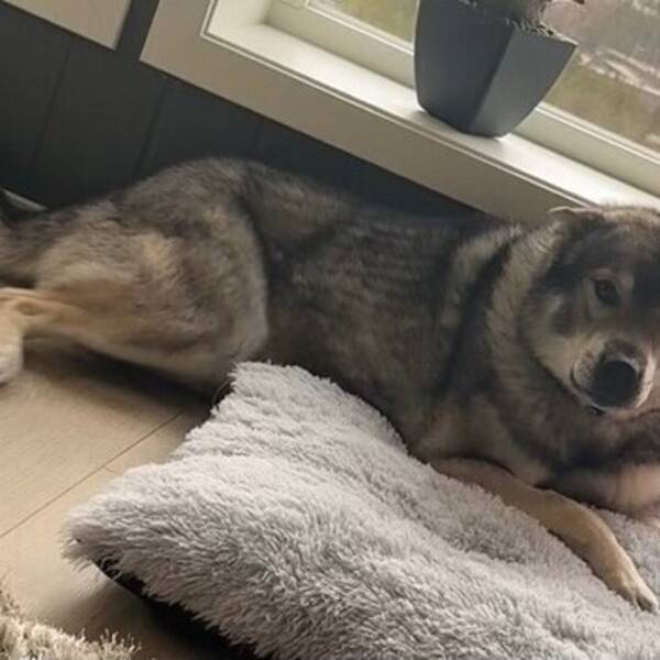 Hund - Jämthund - Nero 